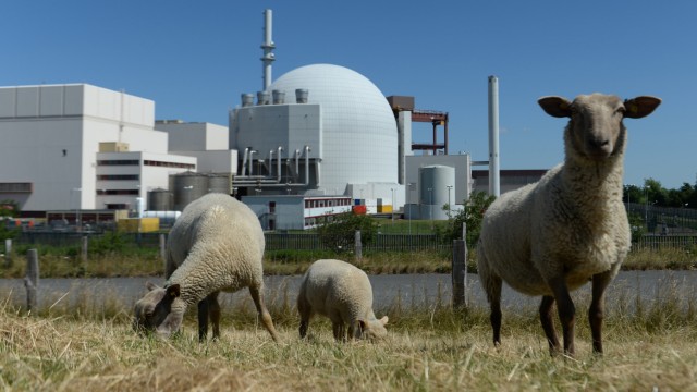 Schafe vor Kernkraftwerk