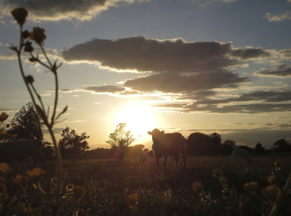 Cows graze in a field at sunset in Vilonia, Arkansas