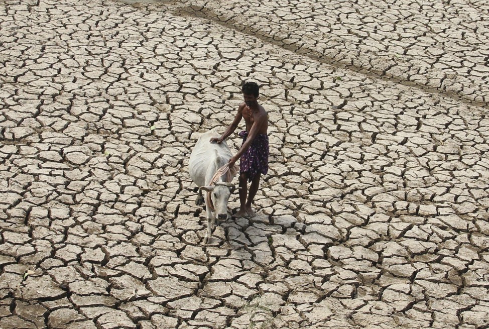 A villager along with his cow walks through a parched land of a dried pond on a hot day on the outskirts of Bhubaneswar