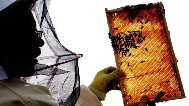 Bienen-Experte erwartet schlechtes Jahr für Imker