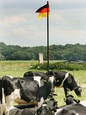 Deutschlandflagge Kühe, dpa