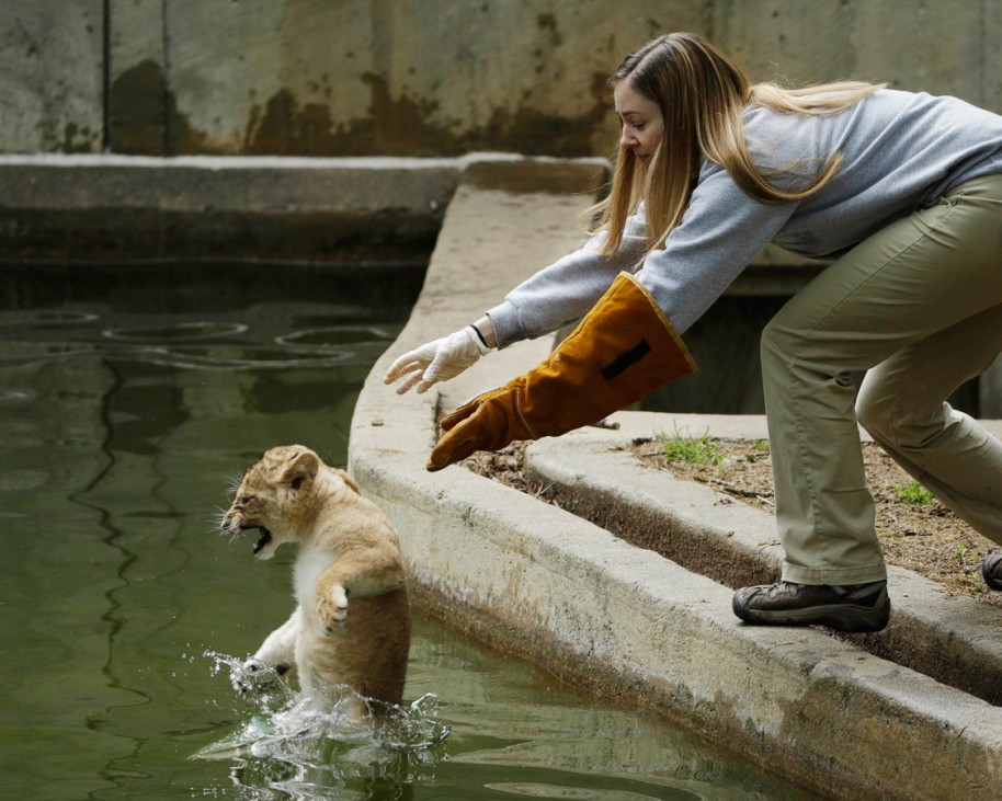 Smithsonian National Zoo biologist Leigh Pitsko releases a male lion cub for its swim test in the zoo habitat moat, in Washington