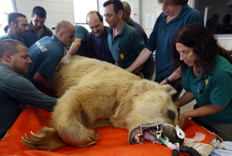 Zoo staff prepare Mango, a 19-year-old Syrian brown bear, for his surgery at the Ramat Gan Safari near Tel Aviv