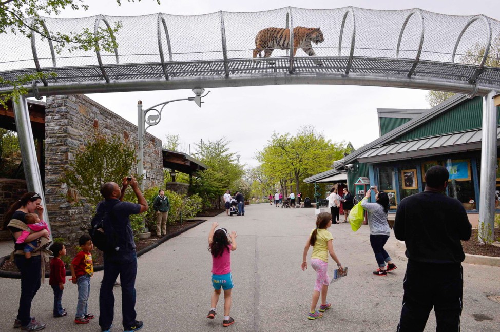 An Amur tiger walks over the new Big Cat Crossing as visitors look on at the Philadelphia Zoo in Philadelphia