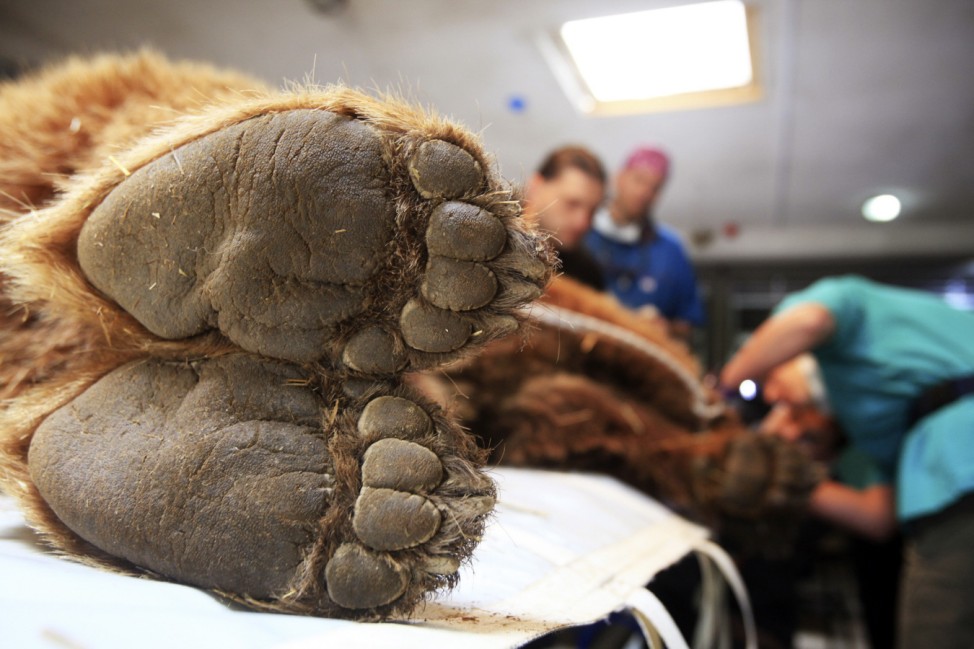 Brown bear is checked by foreign veterinaries and local staff members at the Four Paws Bear Sanctuary in Pristina