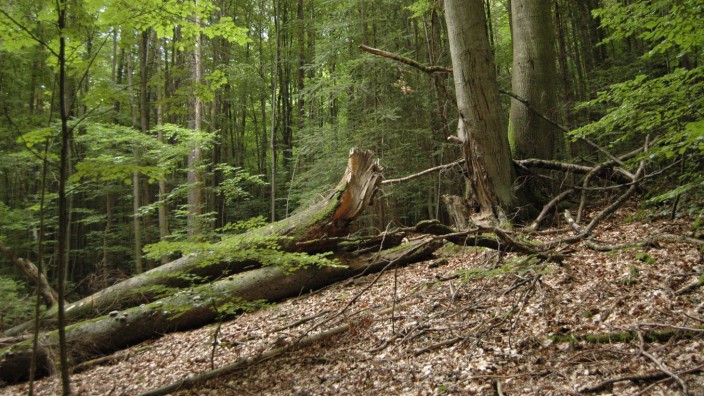 Naturschutzgebiet in Franken: Das Buchenschutzgebiet im Steigerwald.