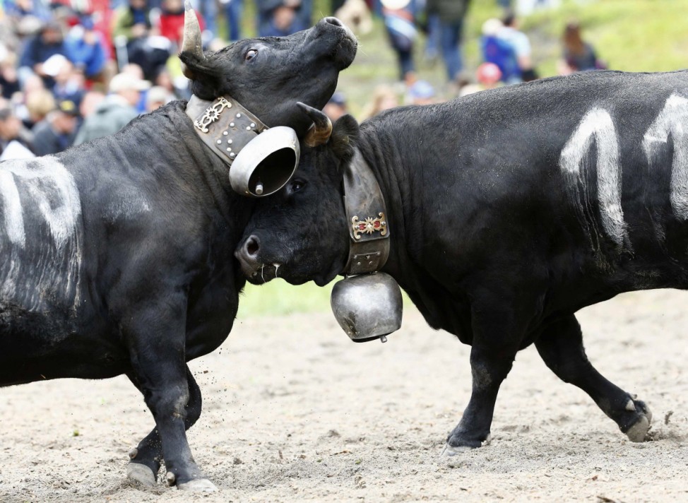 Two Herens cows lock horns during the qualification round of the annual 'Battle of the Queens', a traditional Swiss cow-fighting competition, in Aproz