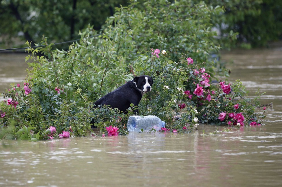 A dog stands in a flooded street in the town of Obrenovac, east from Belgrade