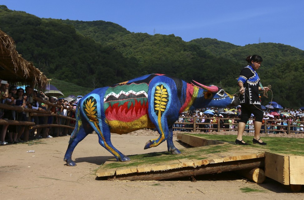 A woman leads her painted buffalo onto a stage during a buffalo bodypainting competition in Jiangcheng county, Yunnan province