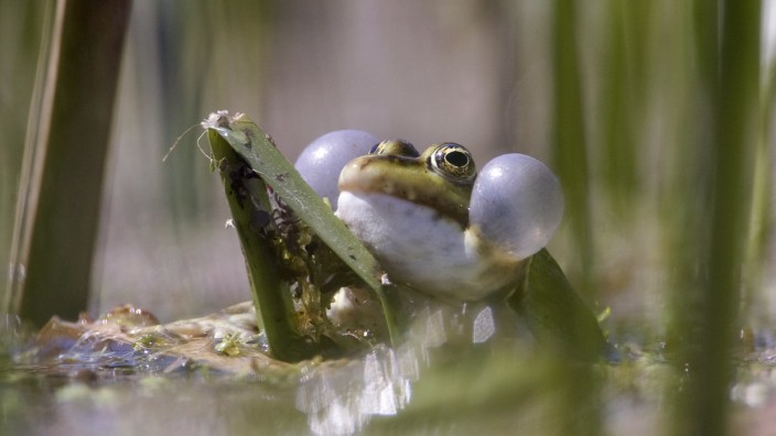 A tree frog croaks in a lake near Zhdanovichi