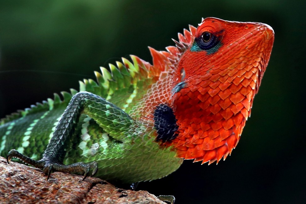 A Green Garden Lizard or Pala Katussa in Sinhalese