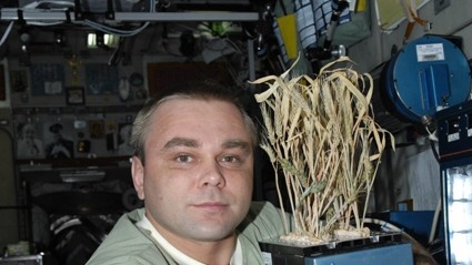 Start zur Raumstation ISS: Der Russe Maxim Surajew mit seiner Weizenzüchtung auf der ISS