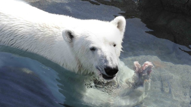 Ice Bear World at the Vienna Zoo