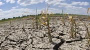 Wasserexperte Mauser im Interview: Ein ausgetrocknetes Getreidefeld in Brandenburg im Juni 2008: Erreicht der globale Wassermangel bald Deutschland?