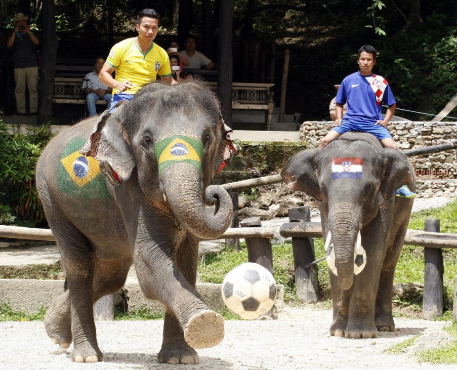 Elephant soccer to promote FIFA World Cup 2014