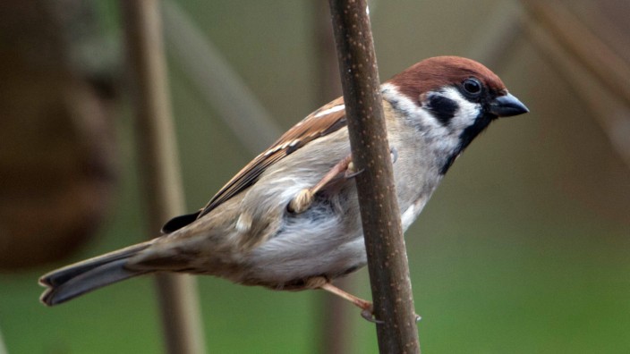 Natur im Landkreis: Bei der Vogelzählung heuer am häufigsten beobachtet wurde der Feldsperling.