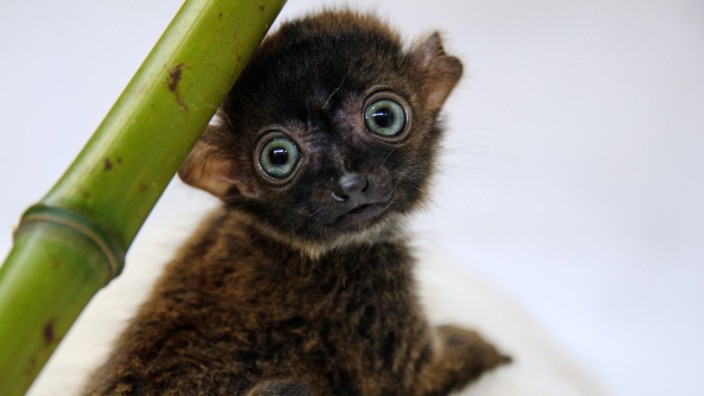 Primaten: Blauaugenmakis (Eulemur flavifrons) leben außer in Zoos nur in einem kleinen Gebiet im Nordwesten Madagaskars. Sie haben blaue oder blaugraue Augen; neben dem Menschen sind sie die einzigen Primaten mit dieser Augenfarbe.