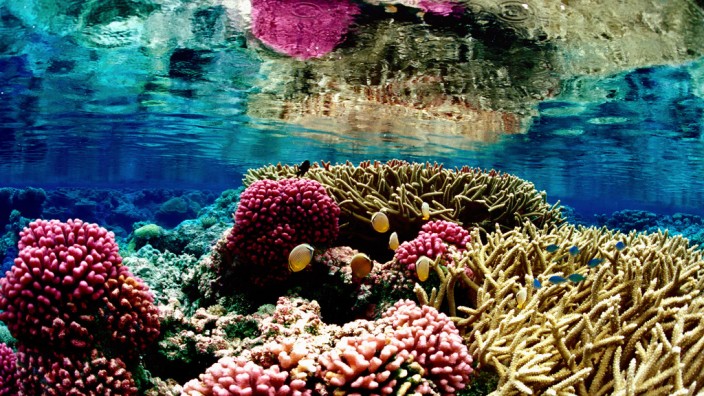Pazifik: Korallenriff vor dem Palmyra-Atoll im Pazifik