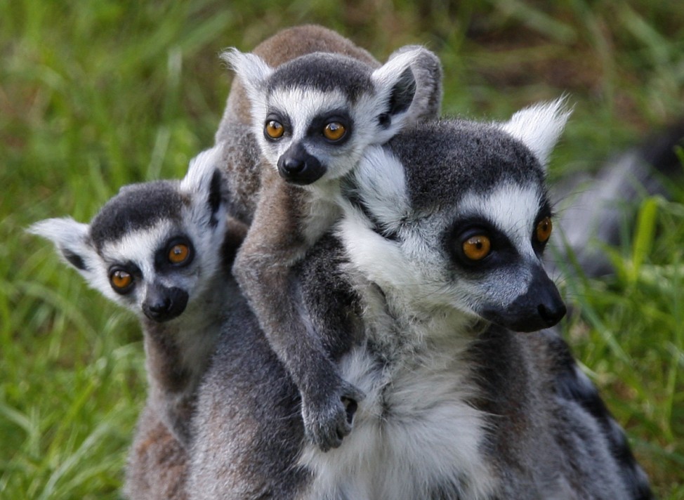 Family of Ring-tailed Lemur Cattas is seen at Olmense zoo in Olmen