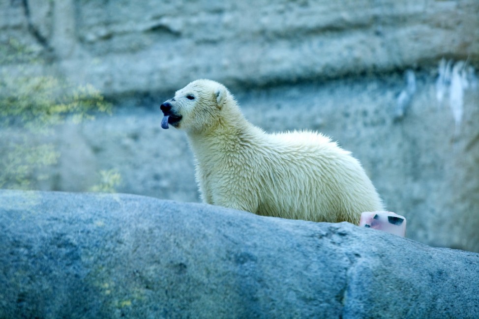 Eisbären Tierpark Hellabrunn, Eisbärenzwillinge Nela und Nobby mit Mama Giovanna zum ersten Mal in der Felsenlandschaft mit großem Pool.