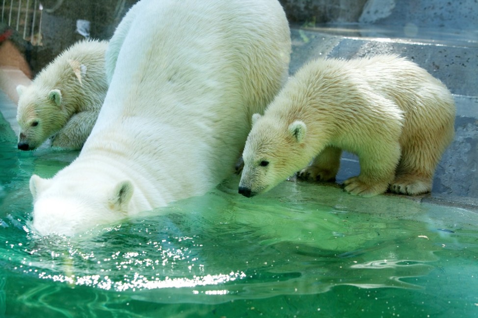 Eisbären Tierpark Hellabrunn, Eisbärenzwillinge Nela und Nobby mit Mama Giovanna zum ersten Mal in der Felsenlandschaft mit großem Pool.