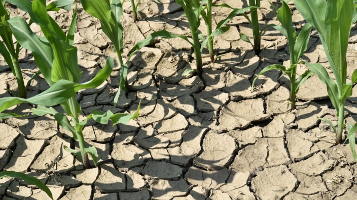Klimawandel: Ausgetrockneter Boden auf einem Maisfeld