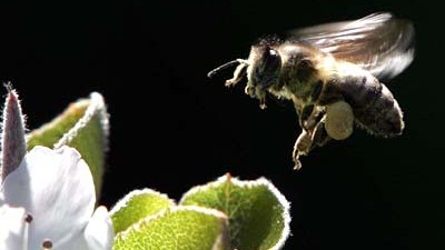 Bienensterben: Viele Bienen wurden Opfer von Clothianidin.