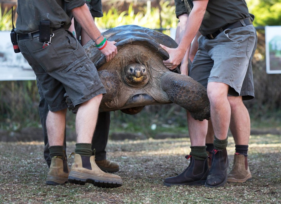 Hugo, a 63-year-old Galapagos Tortoise, is lifted by keepers at the Australian Reptile Park at Somersby near Sydney