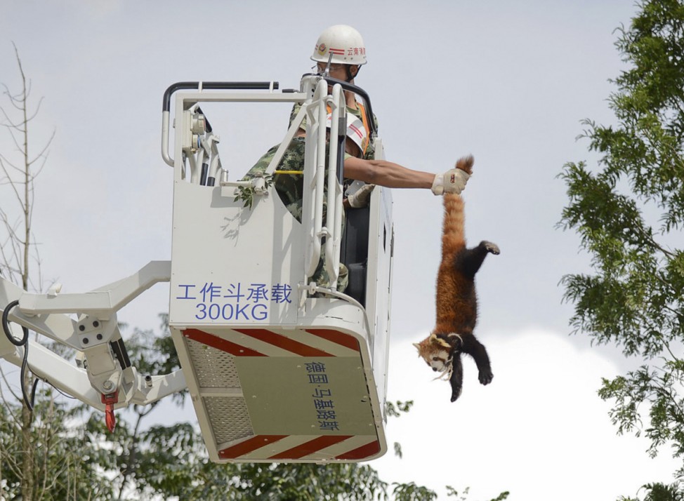 A firefighter holds a red panda from its tail while removing it from a tree at a residential area in Kunming