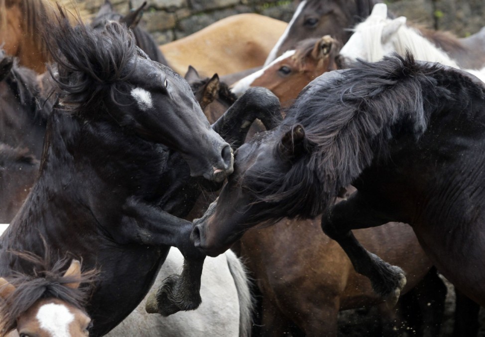Two horses fight during the 'Rapa Das Bestas' traditional event in Sabucedo