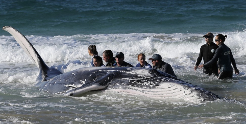 Marine rescue workers from Sea World attempt to help a juvenile humpback whale stranded at Palm Beach on the Gold Coast, in Queensland
