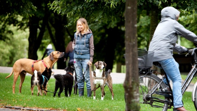 Frau Sorina Szeli, Hundetrainerin und Gassigeherin bei der Hundebetreuuung Olympiapark mit fünf Hunden Im Olympiapark auf Wegen, wo Radfahrer unterwegs sind, um Begegnungen zu provozieren, bzw. sowohl Hunde, als auch Radfahrer aufs Bild zu bekommen.