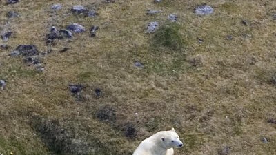 Tier irrt auf Island umher: Eisbär Ófeig, hier noch ganz friedlich auf Island, musste nach einer Panikattake getötet werden.