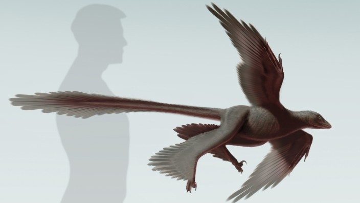 Flug-Dinosaurier: Aerodynamisch bestens ausgerüstet: Changyuraptor yangi.