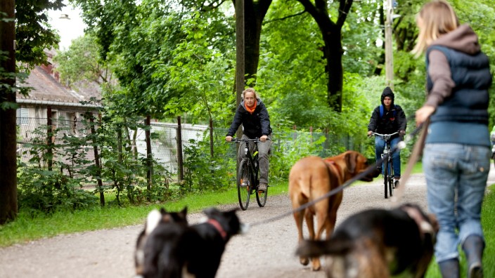 Frau Sorina Szeli, Hundetrainerin und Gassigeherin bei der Hundebetreuuung Olympiapark mit fünf Hunden Im Olympiapark auf Wegen, wo Radfahrer unterwegs sind, um Begegnungen zu provozieren, bzw. sowohl Hunde, als auch Radfahrer aufs Bild zu bekommen.