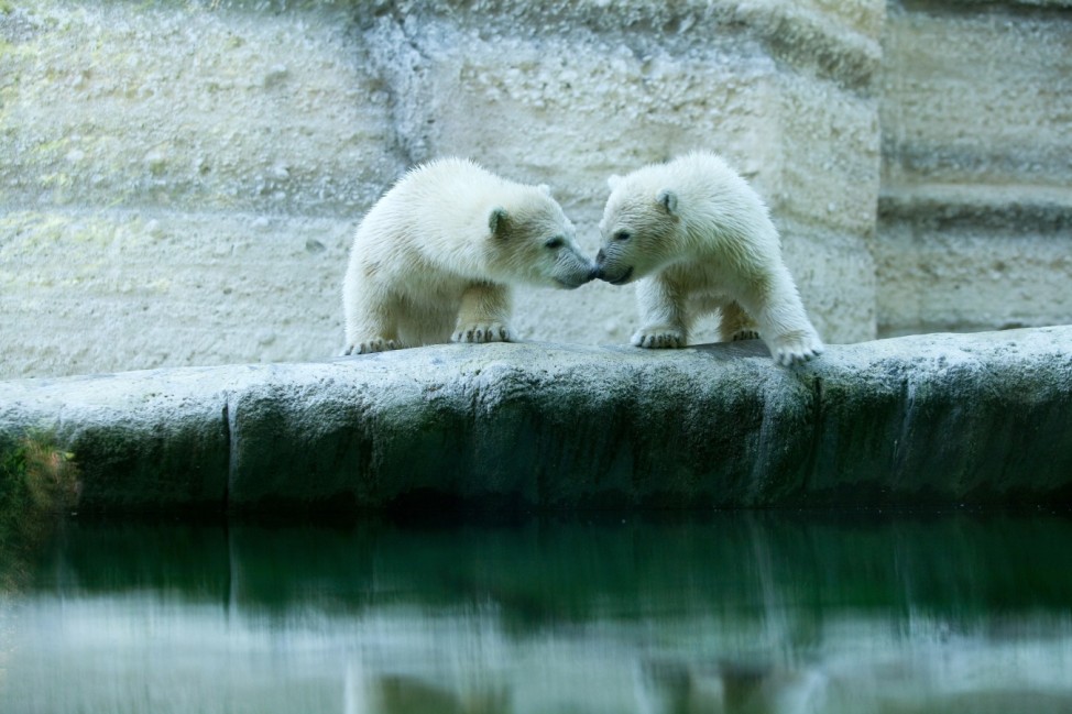 Eisbärenbabys erkunden Felsenanlage im Münchner Tierpark Hellabrunn, 2014