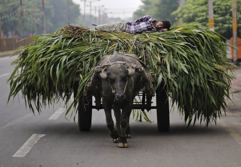 A man lies on a heap of fodder, which was removed from a sugarcane field, on a cart pulled by a bull in Muzaffarnagar