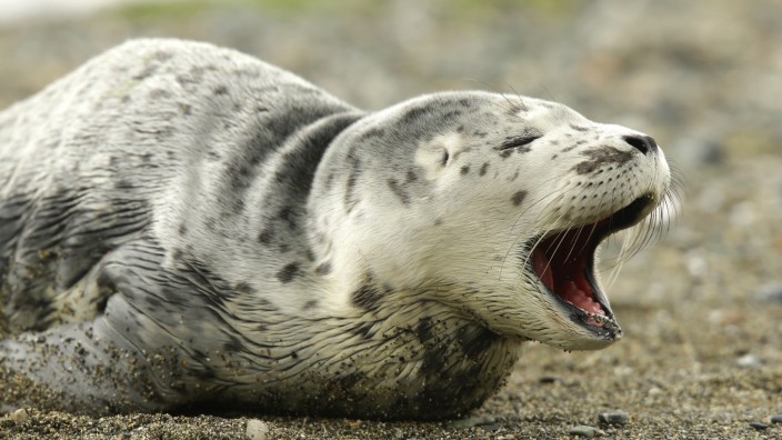 Jagd unter Rotoren: Seehunde suchen die Nähe zu Windparks - jagt es sich dort besonders gut?
