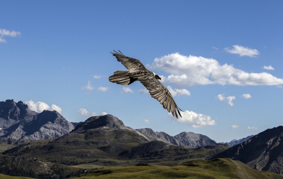 Fern von Schuss und Axt: 100 Jahre Schweizerischer Nationalpark