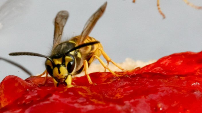 Wespen auf Marmeladenbrötchen