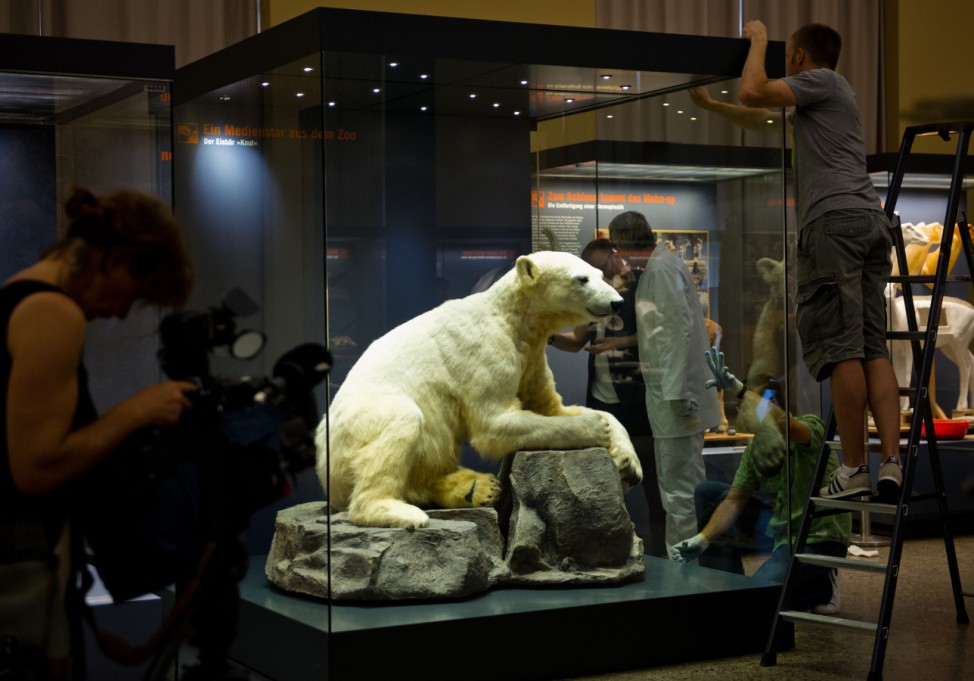 Eisbär Knut im Naturkundemuseum