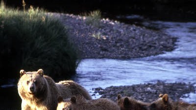 Überleben in der Wildnis: Nur aus der Ferne niedlich: Grizzly-Bären im Yellowstone National Park in Wyoming, USA.