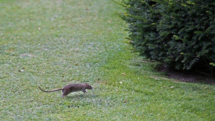 Rattenplage vor dem Louvre: Eine Ratte rennt über den Rasen vor dem Louvre-Museum.