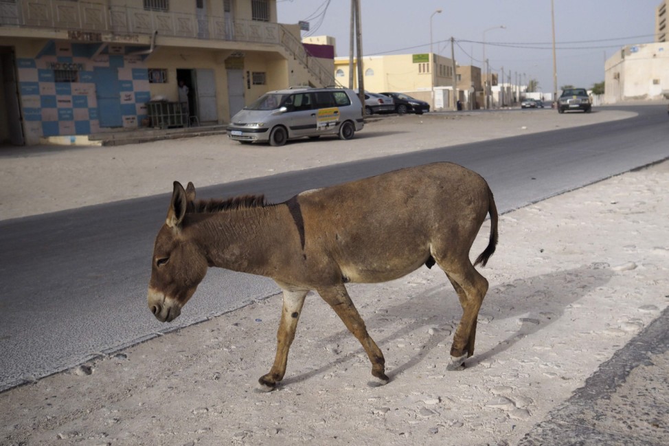 A donkey walks on a street in downtown Nouadhibou