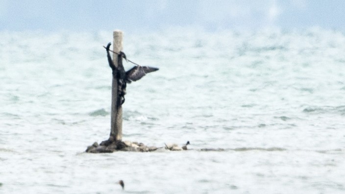 Toter Kormoran, aufgehängt in der Hirschauer Bucht im Chiemsee.