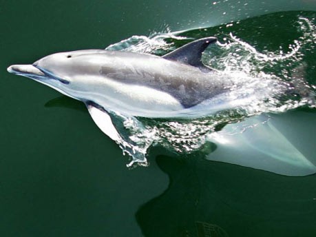 Gewöhnlicher Delphin, ddp