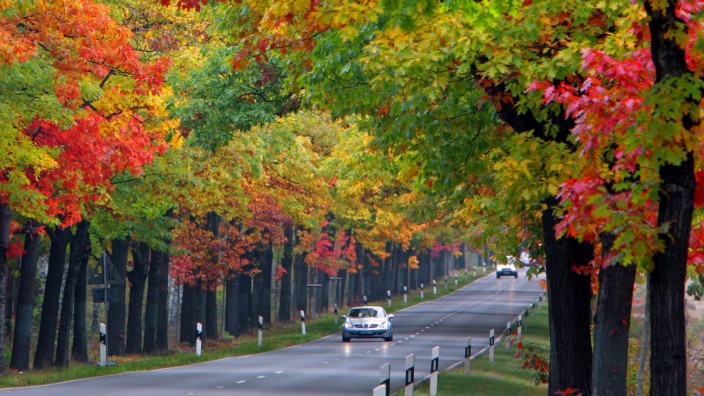 Herbstliche Allee in Brandenburg