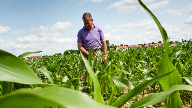 Starker Maisanbau: Franz Lenz ist Fürsprecher von Biogasanlagen, sieht aber auch die Nachteile des starken Maisanbaus.