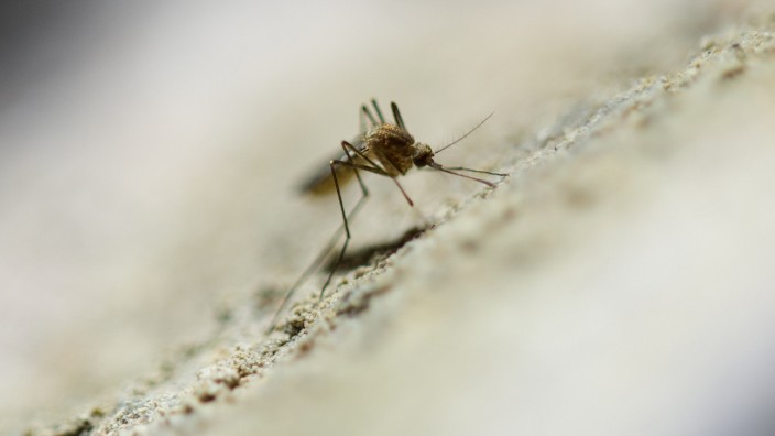 Stechmückenplage