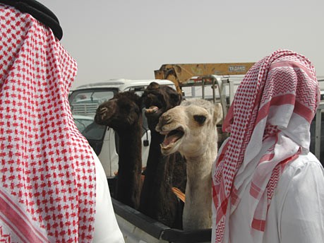 Kamelmarkt in Riad